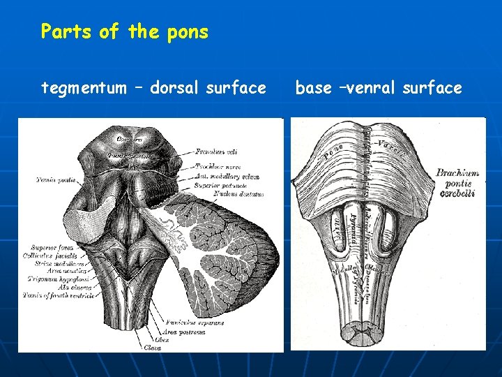 Parts of the pons tegmentum – dorsal surface base –venral surface 