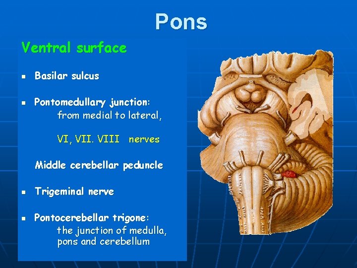 Pons Ventral surface n n Basilar sulcus Pontomedullary junction: from medial to lateral, VIII