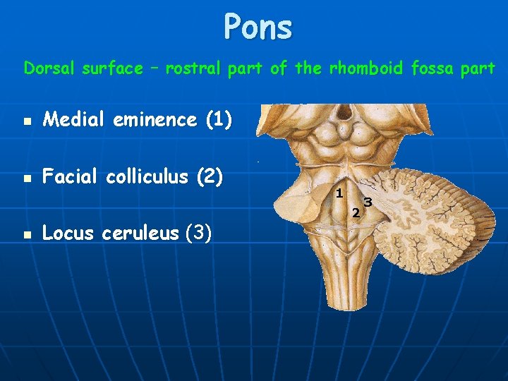 Pons Dorsal surface – rostral part of the rhomboid fossa part n Medial eminence