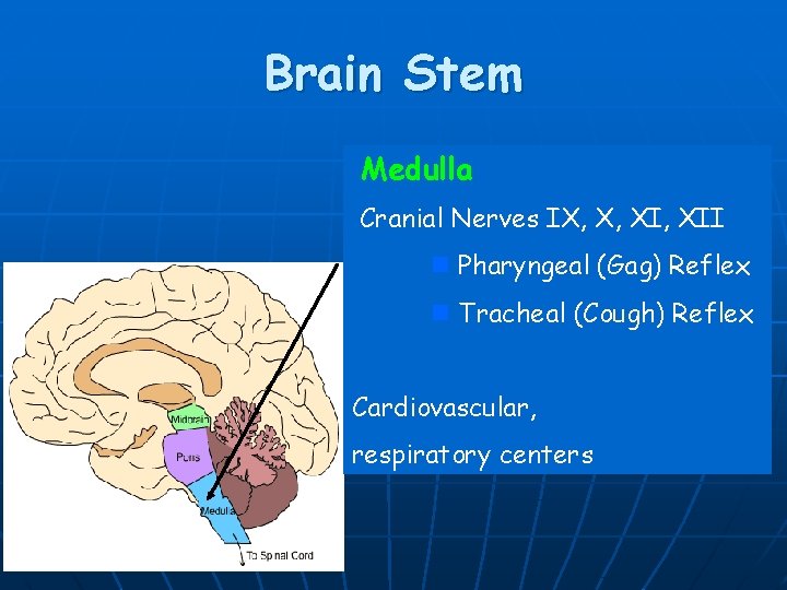 Brain Stem Medulla Cranial Nerves IX, X, XII n Pharyngeal (Gag) Reflex n Tracheal