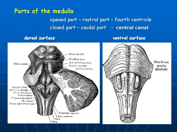 Parts of the medulla opened part – rostral part – fourth ventricle closed part