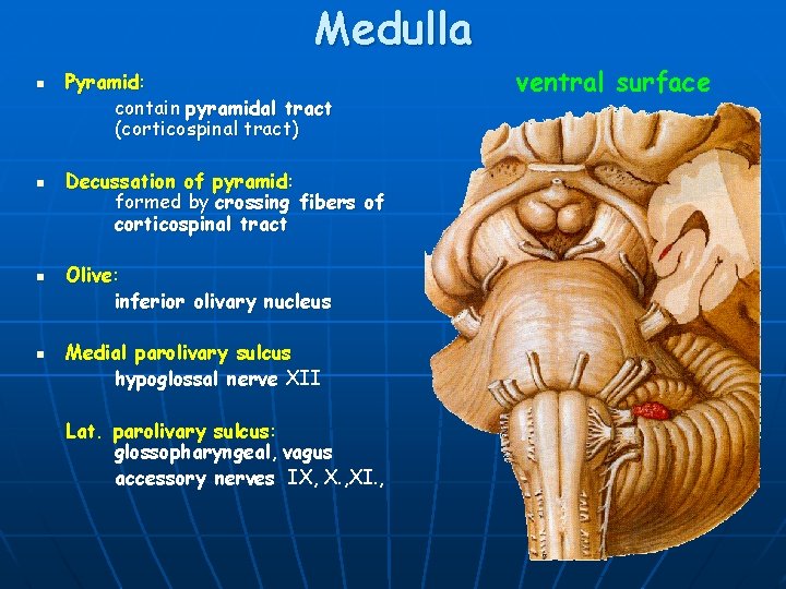 Medulla n n Pyramid: contain pyramidal tract (corticospinal tract) Decussation of pyramid: formed by