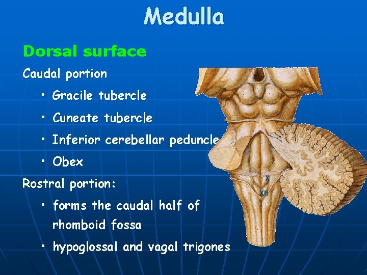 Medulla Dorsal surface Caudal portion • Gracile tubercle • Cuneate tubercle • Inferior cerebellar