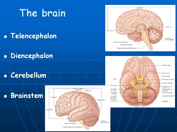 The brain n Telencephalon n Diencephalon n Cerebellum n Brainstem 