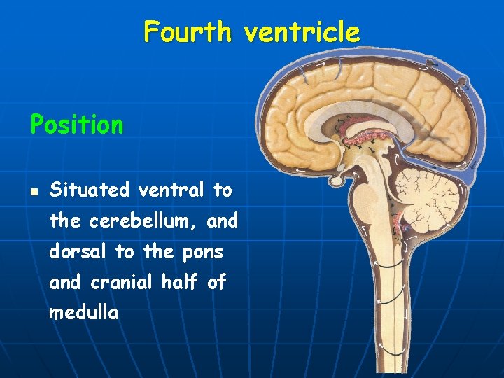 Fourth ventricle Position n Situated ventral to the cerebellum, and dorsal to the pons