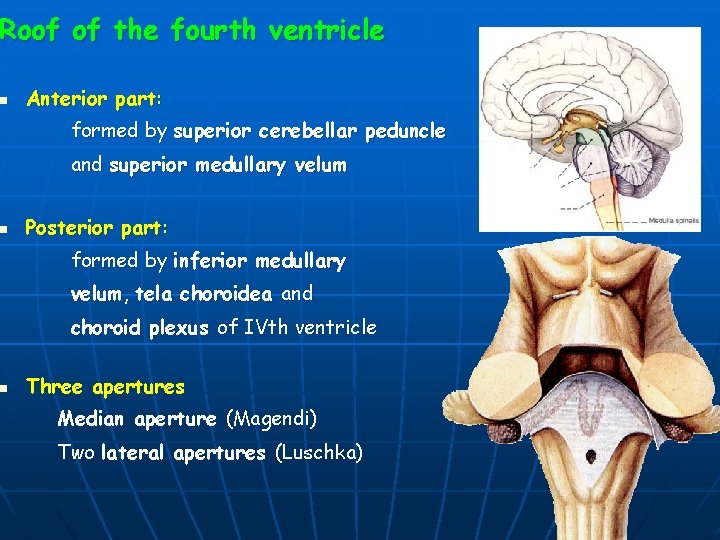 Roof of the fourth ventricle n n n Anterior part: formed by superior cerebellar