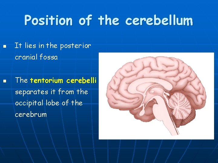 Position of the cerebellum n It lies in the posterior cranial fossa n The