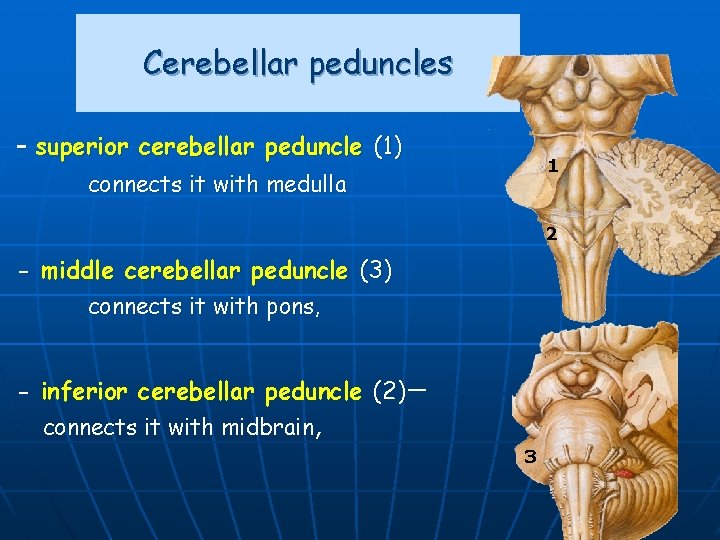 Cerebellar peduncles - superior cerebellar peduncle (1) 1 connects it with medulla 2 -