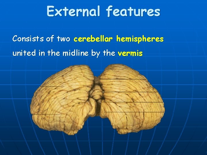 External features Consists of two cerebellar hemispheres united in the midline by the vermis