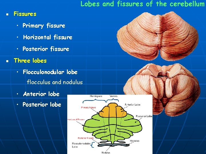 Lobes and fissures of the cerebellum n Fissures • Primary fissure • Horizontal fissure