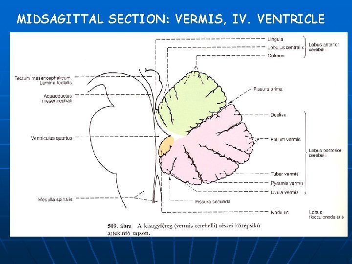 MIDSAGITTAL SECTION: VERMIS, IV. VENTRICLE 