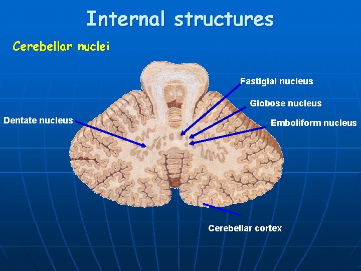 Internal structures Cerebellar nuclei Fastigial nucleus Globose nucleus Dentate nucleus Emboliform nucleus Cerebellar cortex