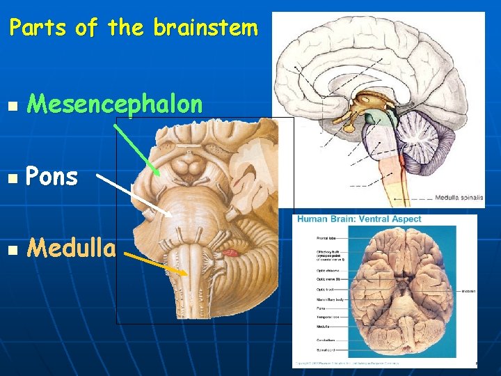 Parts of the brainstem n Mesencephalon n Pons n Medulla 