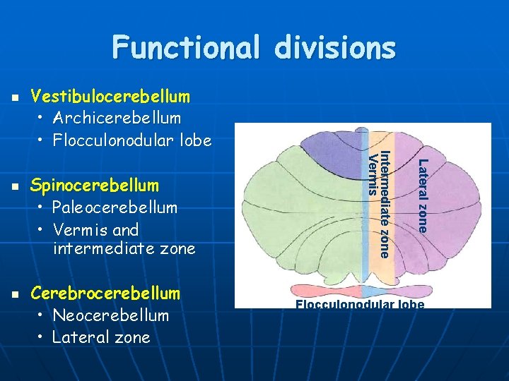 Functional divisions n Cerebrocerebellum • Neocerebellum • Lateral zone n Spinocerebellum • Paleocerebellum •