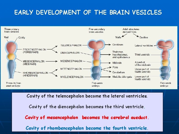 EARLY DEVELOPMENT OF THE BRAIN VESICLES Cavity of the telencephalon become the lateral ventricles.
