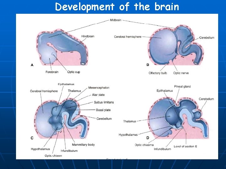 Development of the brain 