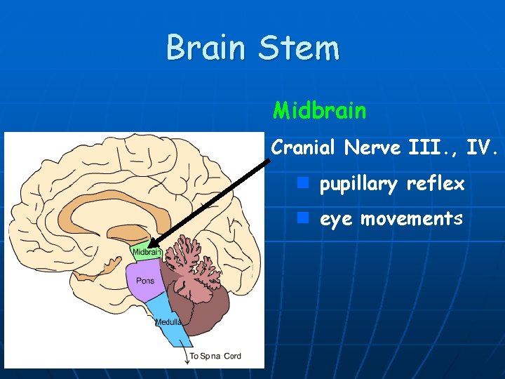 Brain Stem Midbrain Cranial Nerve III. , IV. n pupillary reflex n eye movements