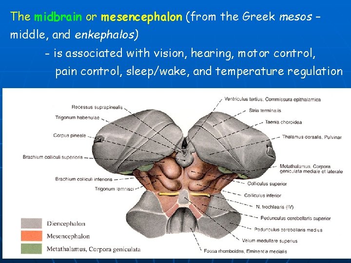 The midbrain or mesencephalon (from the Greek mesos – middle, and enkephalos) - is