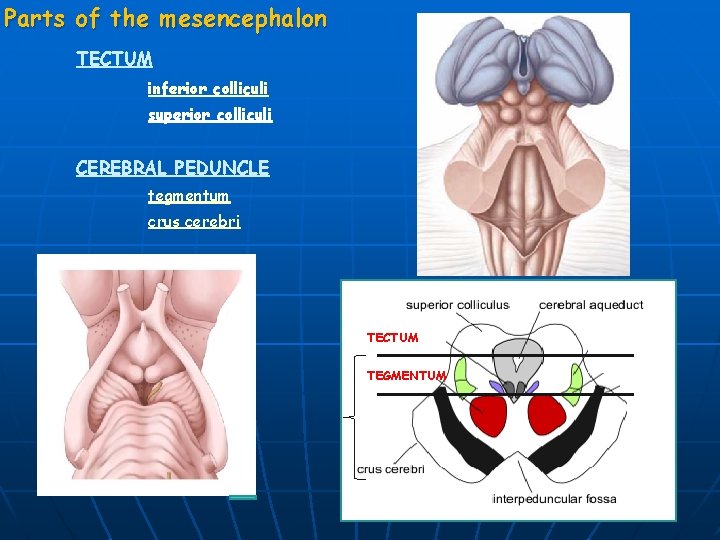 Parts of the mesencephalon TECTUM inferior colliculi superior colliculi CEREBRAL PEDUNCLE tegmentum crus cerebri