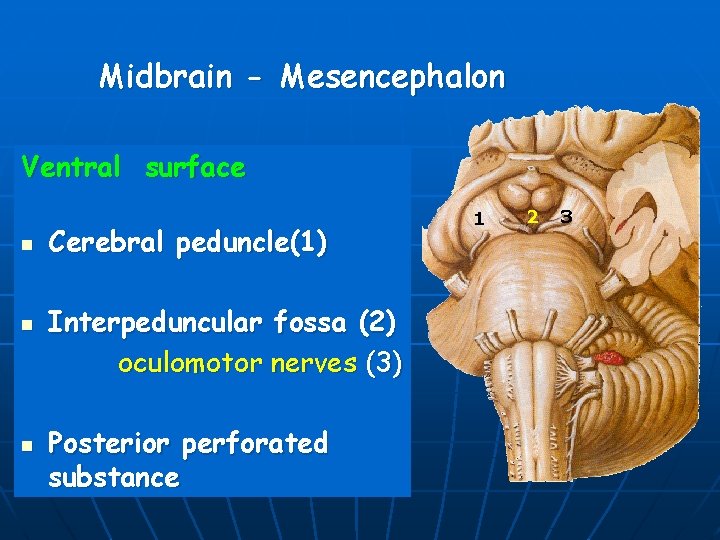 Midbrain - Mesencephalon Ventral surface n n n Cerebral peduncle(1) Interpeduncular fossa (2) oculomotor
