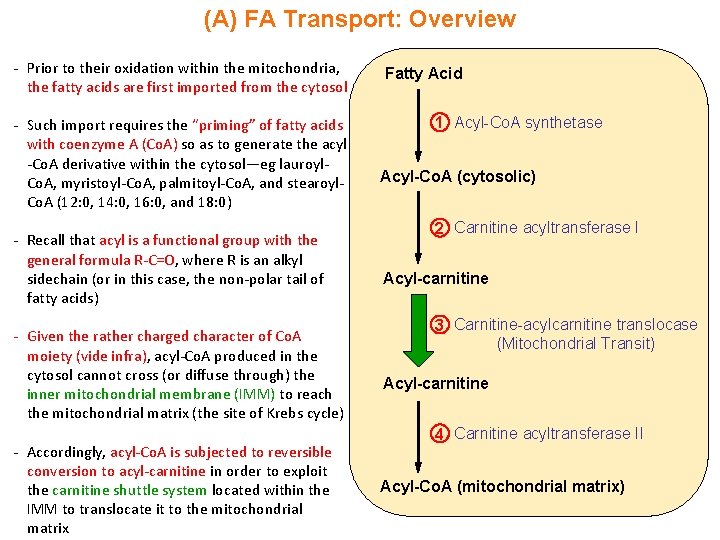 (A) FA Transport: Overview - Prior to their oxidation within the mitochondria, the fatty