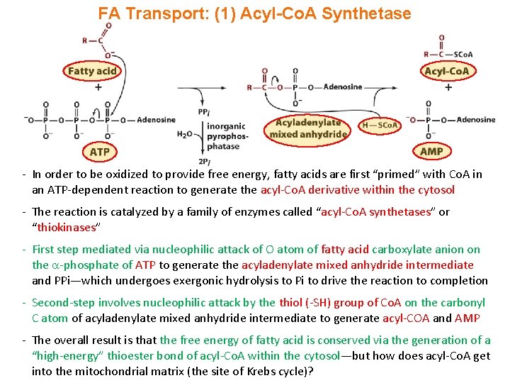 FA Transport: (1) Acyl-Co. A Synthetase - In order to be oxidized to provide