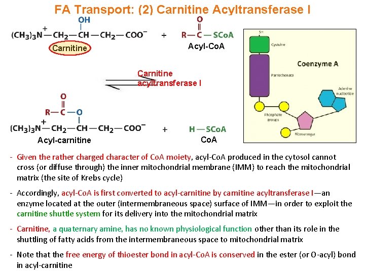 FA Transport: (2) Carnitine Acyltransferase I Carnitine Acyl-Co. A Carnitine acyltransferase I Acyl-carnitine Co.