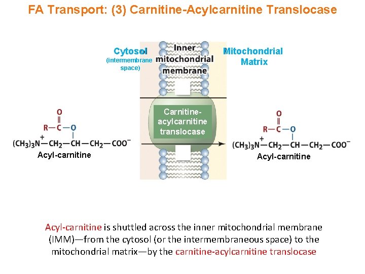 FA Transport: (3) Carnitine-Acylcarnitine Translocase Mitochondrial Matrix Cytosol (intermembrane space) Carnitineacylcarnitine translocase Acyl-carnitine is