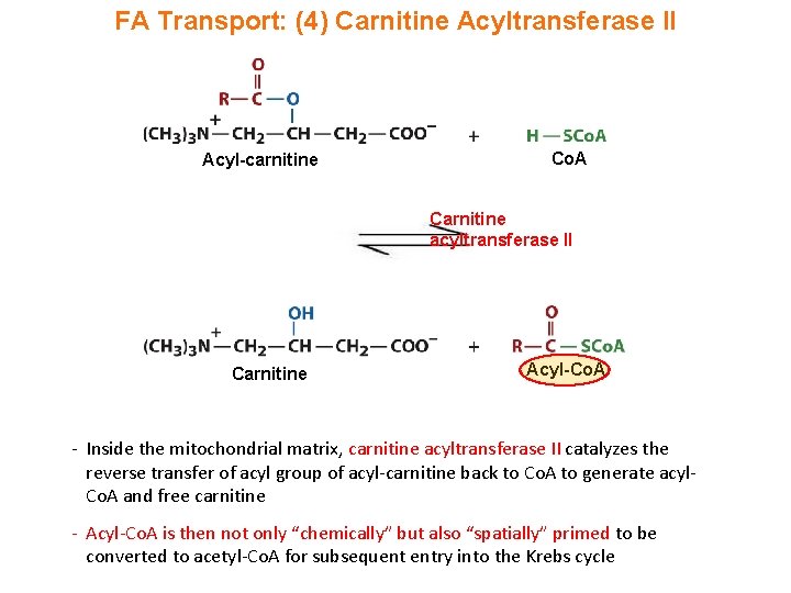 FA Transport: (4) Carnitine Acyltransferase II Acyl-carnitine Co. A Carnitine acyltransferase II Carnitine Acyl-Co.