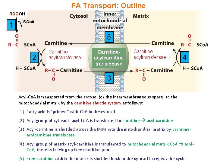 FA Transport: Outline RCOOH 1 SCo. A 5 2 Carnitine acyltransferase I Carnitineacylcarnitine translocase