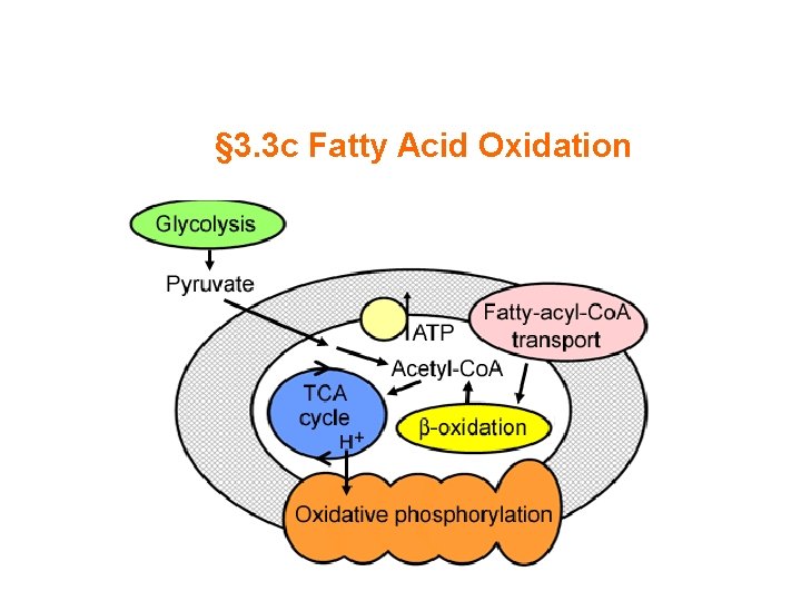 § 3. 3 c Fatty Acid Oxidation 