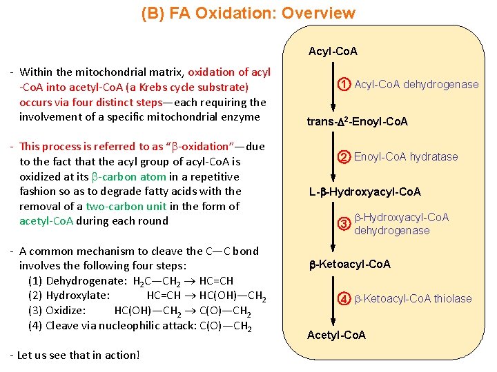 (B) FA Oxidation: Overview Acyl-Co. A - Within the mitochondrial matrix, oxidation of acyl