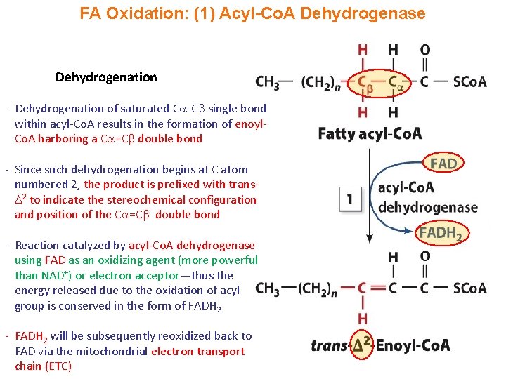 FA Oxidation: (1) Acyl-Co. A Dehydrogenase Dehydrogenation - Dehydrogenation of saturated C -C single