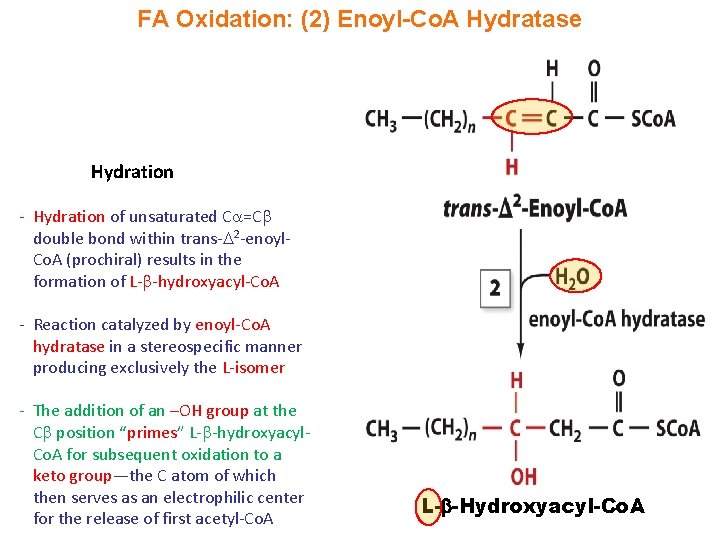 FA Oxidation: (2) Enoyl-Co. A Hydratase Hydration - Hydration of unsaturated C =C double