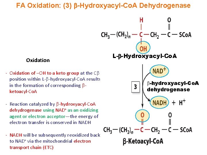 FA Oxidation: (3) -Hydroxyacyl-Co. A Dehydrogenase Oxidation - Oxidation of –OH to a keto