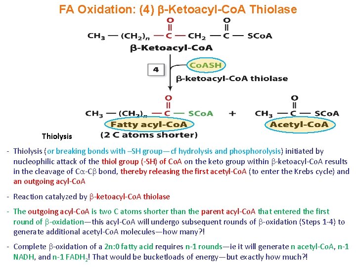 FA Oxidation: (4) -Ketoacyl-Co. A Thiolase Thiolysis - Thiolysis (or breaking bonds with –SH