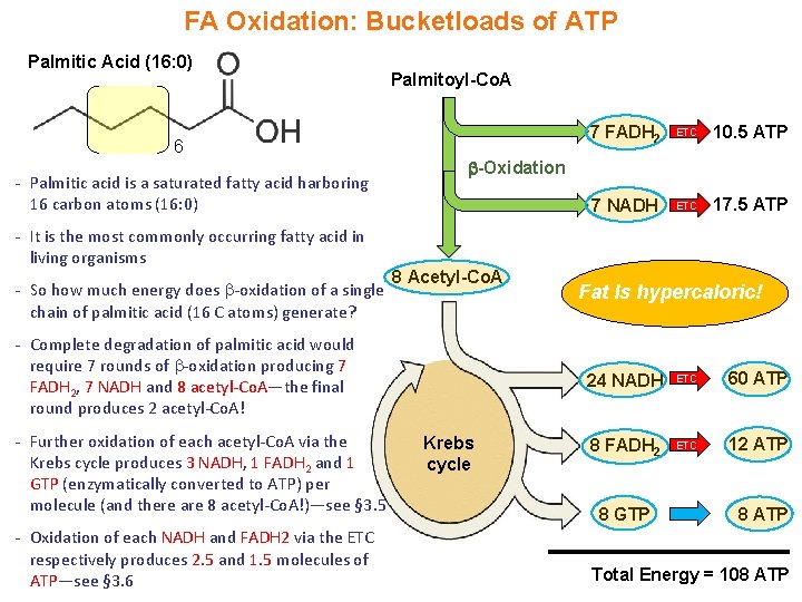 FA Oxidation: Bucketloads of ATP Palmitic Acid (16: 0) Palmitoyl-Co. A 6 - Palmitic