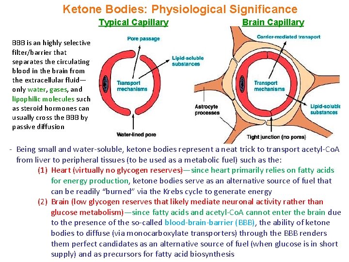 Ketone Bodies: Physiological Significance Typical Capillary Brain Capillary BBB is an highly selective filter/barrier