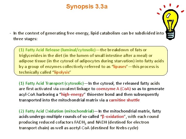 Synopsis 3. 3 a - In the context of generating free energy, lipid catabolism