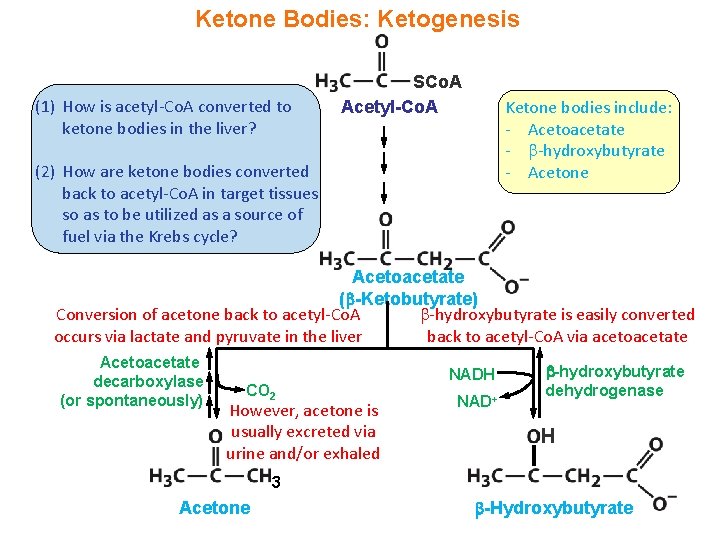 Ketone Bodies: Ketogenesis (1) How is acetyl-Co. A converted to ketone bodies in the