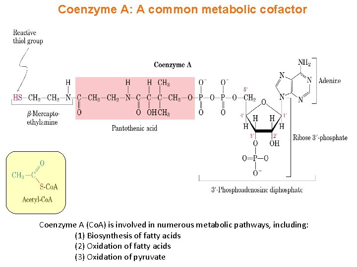 Coenzyme A: A common metabolic cofactor Coenzyme A (Co. A) is involved in numerous