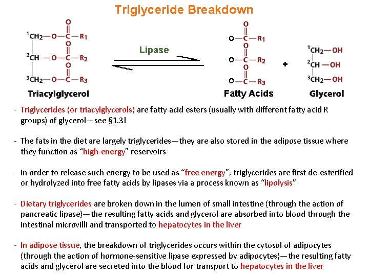 Triglyceride Breakdown -O Lipase -O + -O Fatty Acids - Triglycerides (or triacylglycerols) are