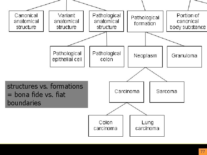 structures vs. formations = bona fide vs. fiat boundaries 77 