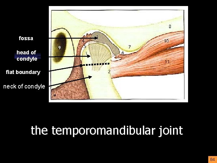 fossa head of condyle fiat boundary neck of condyle the temporomandibular joint 84 