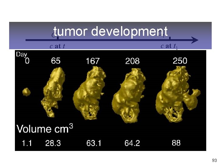 C tumor development C c at t 1 93 