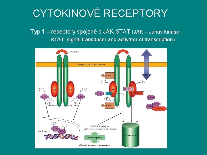 CYTOKINOVÉ RECEPTORY Typ 1 – receptory spojené s JAK-STAT (JAK – Janus kinase, STAT-