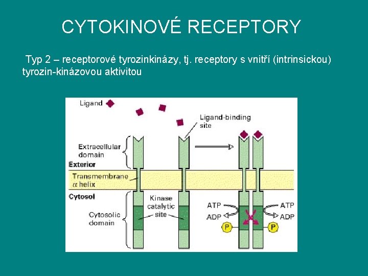 CYTOKINOVÉ RECEPTORY Typ 2 – receptorové tyrozinkinázy, tj. receptory s vnitří (intrinsickou) tyrozin-kinázovou aktivitou