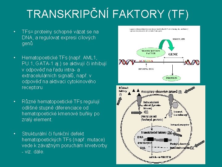 TRANSKRIPČNÍ FAKTORY (TF) • TFs= proteiny schopné vázat se na DNA, a regulovat expresi