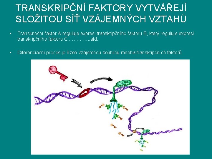 TRANSKRIPČNÍ FAKTORY VYTVÁŘEJÍ SLOŽITOU SÍŤ VZÁJEMNÝCH VZTAHŮ • Transkripční faktor A reguluje expresi transkripčního