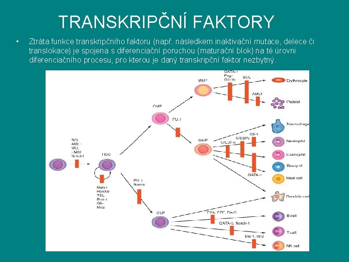 TRANSKRIPČNÍ FAKTORY • Ztráta funkce transkripčního faktoru (např. následkem inaktivační mutace, delece či translokace)